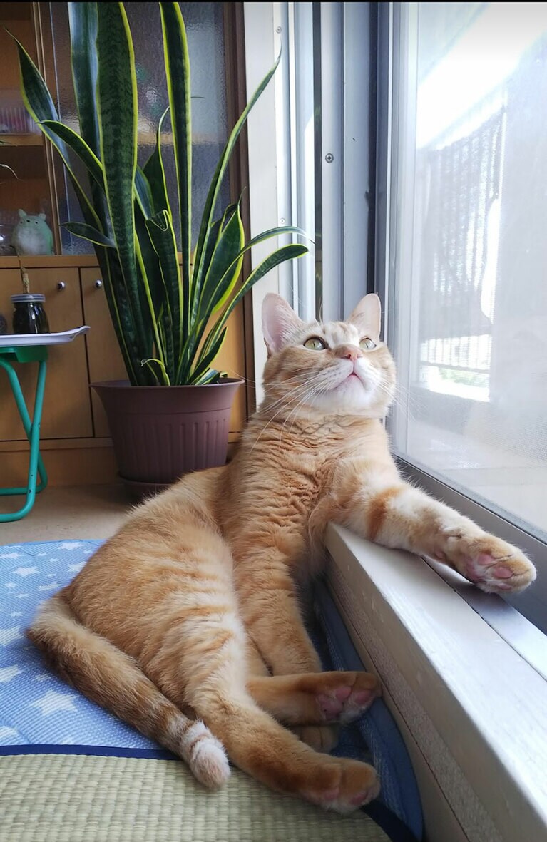 くり～む ♂ 11歳。朝いつも窓辺に座り外を眺めていて、その佇まいが何とも言えず、家族は暇な猫カフェのマスターと呼んでいます（*^^*）