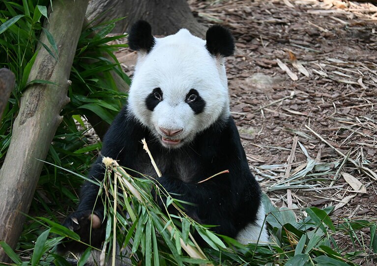 カイカイの好きなおやつはリンゴ。頭のとんがりとピンク色の鼻が特徴。