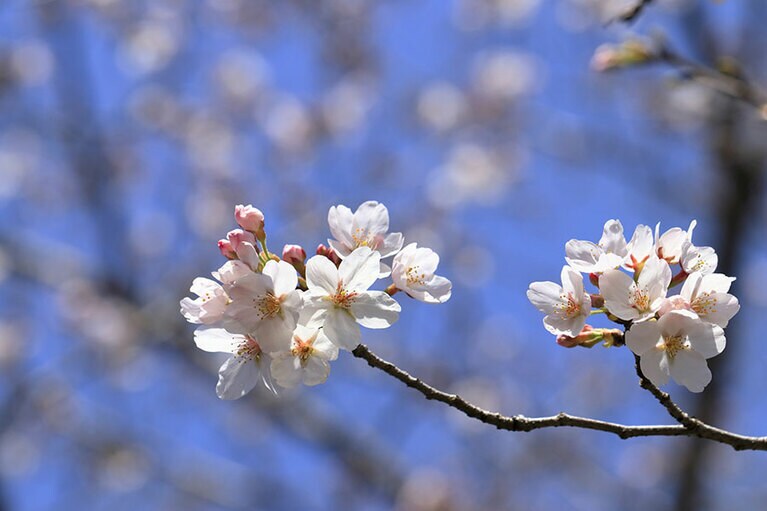 手前から先端に向けてだんだんとつぼみが開いていく。