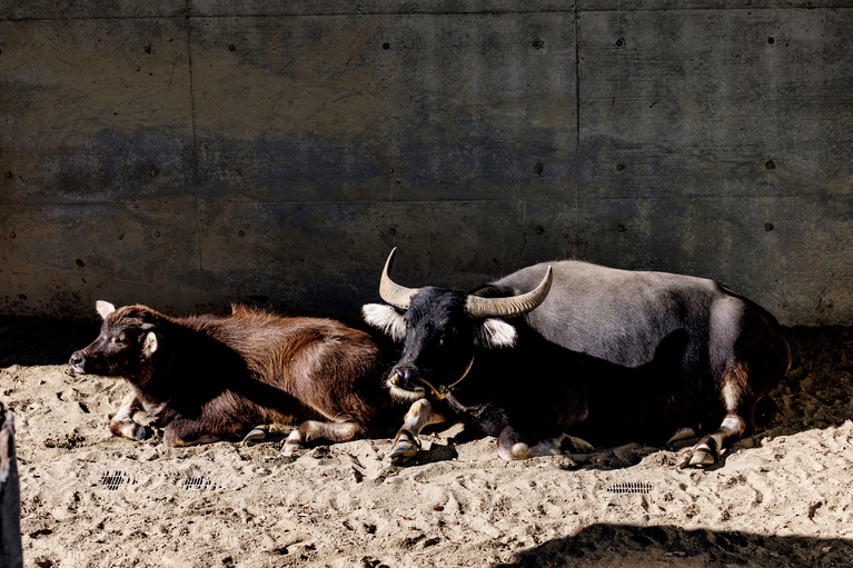 アジアスイギュウのさちと母親のまる。