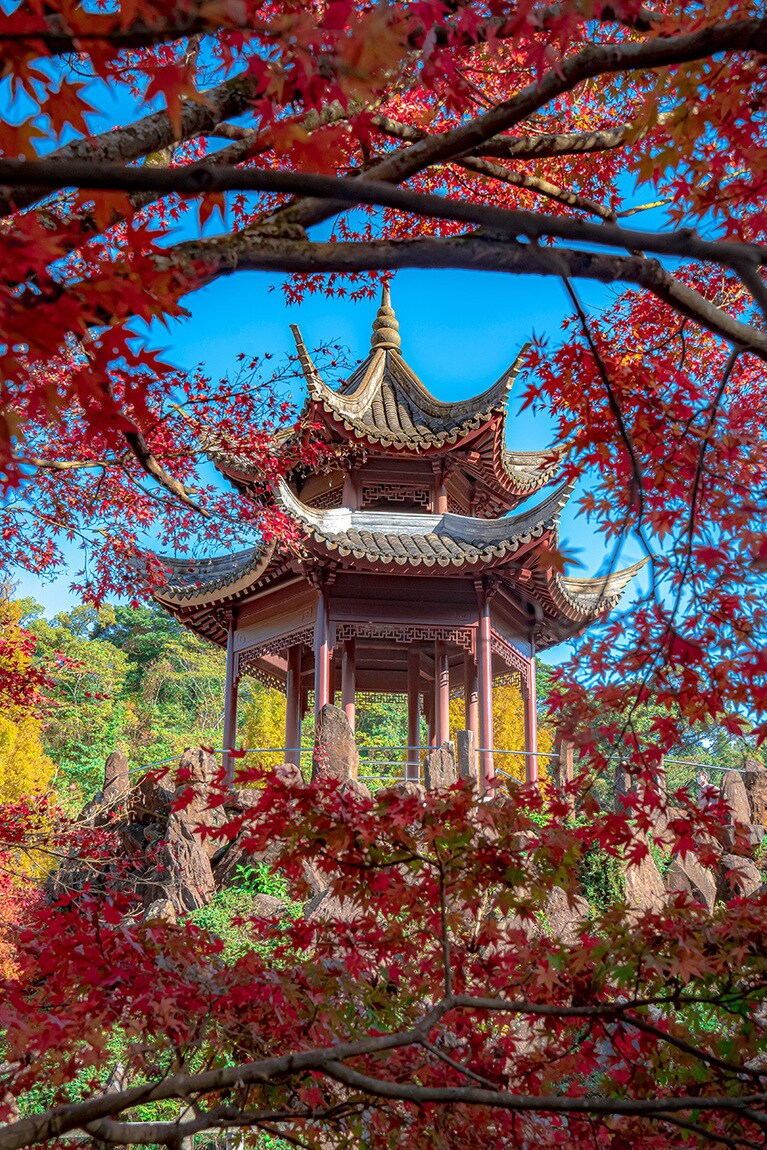 冠岳の紅葉。©kouki morishita