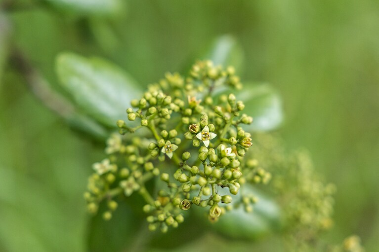 小さく可憐なイリアヒの花。イリアヒは成育が非常にゆっくりとしており、寿命を終えてオイルが採れるようになるまで、数十年を要するという。