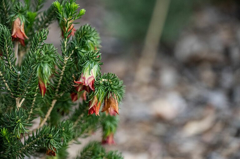 キングスパーク。