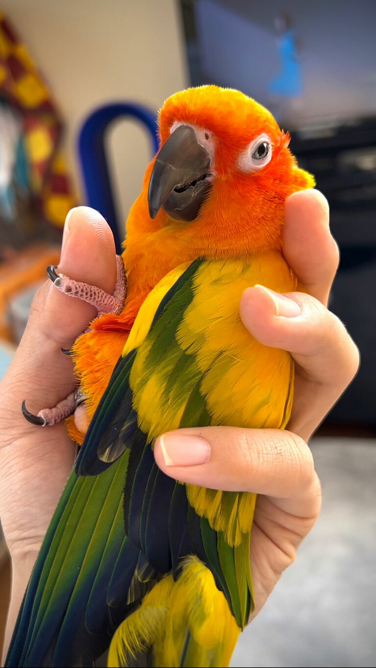 うちの子ベストショット①「ananの表紙みたいな表情の鳥」