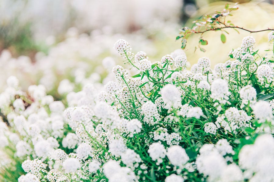 ワイナリーの敷地のあちこちにハーブが自生し、その花や香草は朝食のサラダに登場。