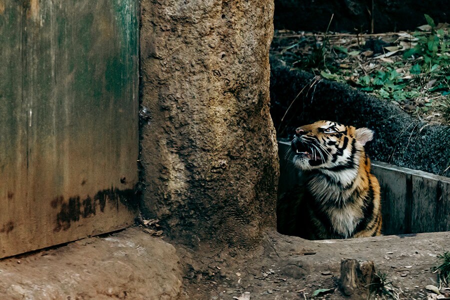 2023年4月に上野動物園で誕生したアサ。