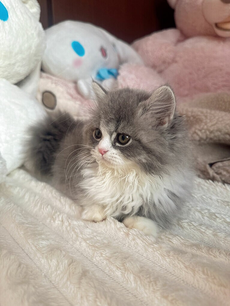 muffin（マフィン） ♀ 2カ月。お姉ちゃん対抗してマフィンちゃんも頑張って登ってる姿が可愛いんです（chiffon&muffinママさん）