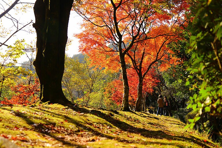 青井岳自然公園。