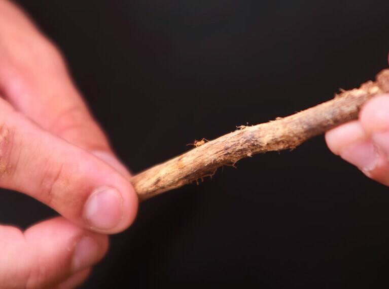 巨大なアリ塚では、アリを採ってもらって食べる体験。