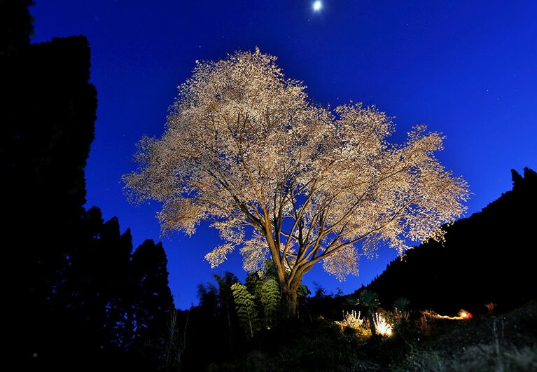 毎床の大桜。