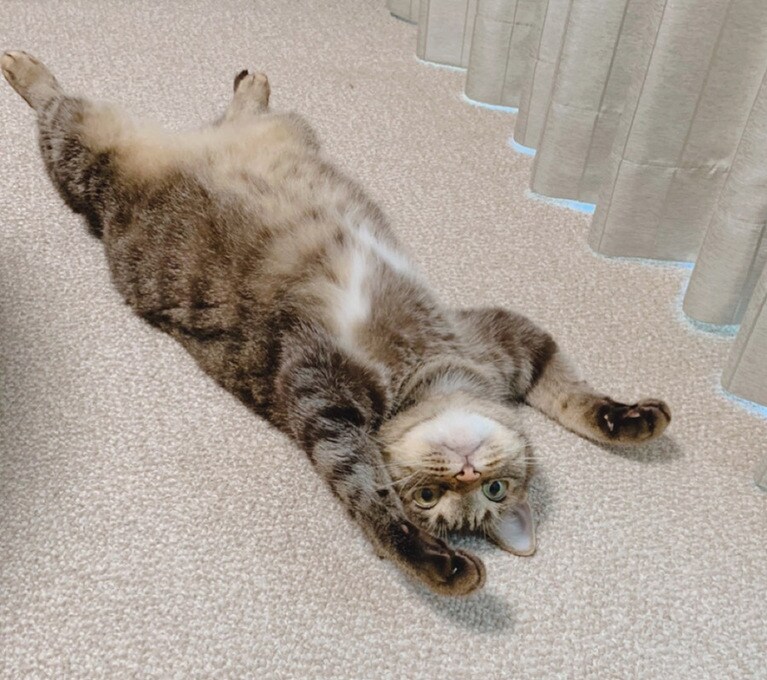 エマ ♀ 9歳。猫の開き。