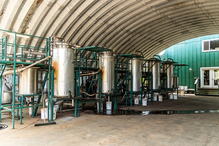 イリアヒの木からオイルを精製。