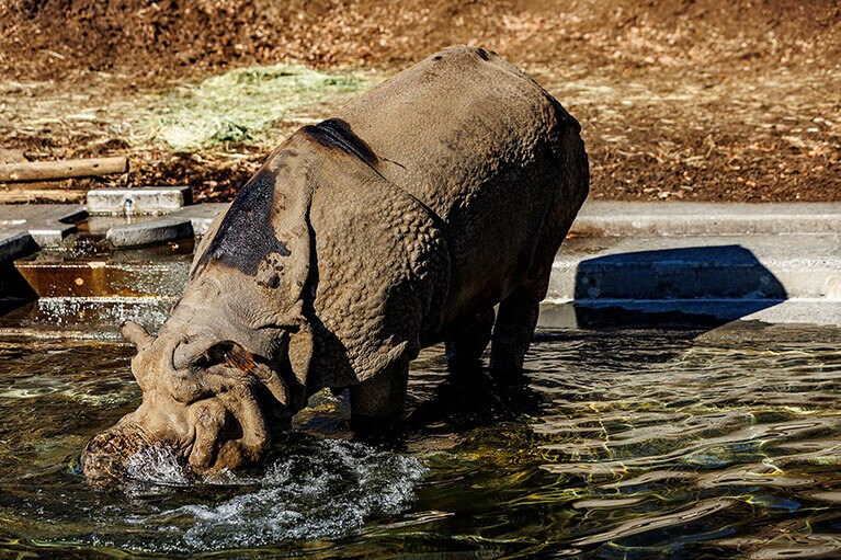 デコポンのお父さん・ビクラム。