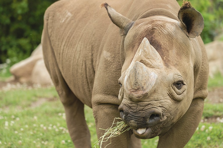 ヒガシクロサイの食事タイムに遭遇。干し草を美味しそうに食べる咀嚼音が間近で聴けるのは動物園ならでは。