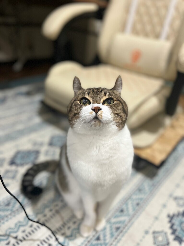 ぽぷら ♀ 11歳。丸顔選手権大優勝。