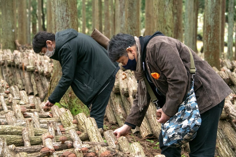 椎茸の森で収穫する渡辺シェフ。