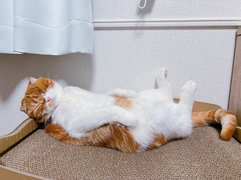 マサムネ ♂ 4歳。猫らしくない寝相（purnamaさん）