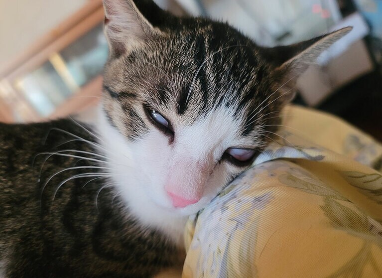 さんご（キジ白）♀ 2カ月。先住猫のあびに気に入られようと、健気にさんごが毛繕いする姿に、心を掴まれました。その甲斐あって、白目をむいて寝られる居場所を作れて、良かったと思います（カヌレさん）