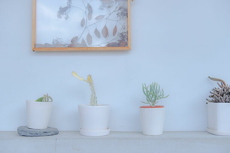 白が基調の空間にグリーンが映える。