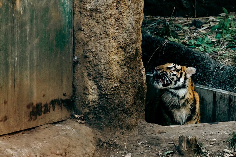 2023年4月に上野動物園で誕生したアサ。