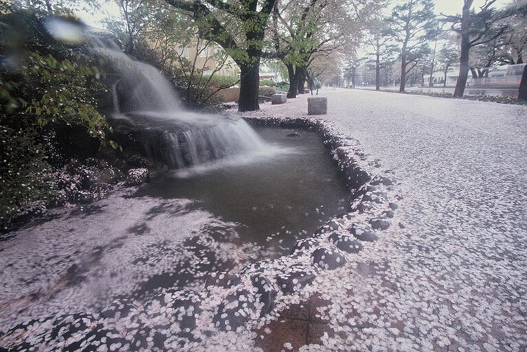 官庁街通りの桜。©十和田奥入瀬観光機構