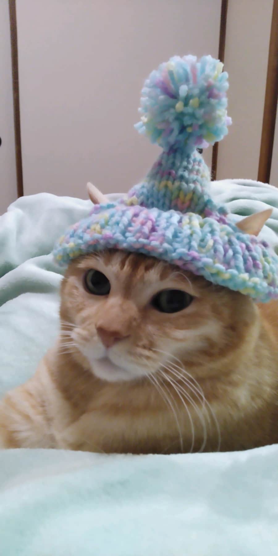 ペペ吉 ♂ 12歳。可愛い猫帽子を編んだので被ってもらいました。