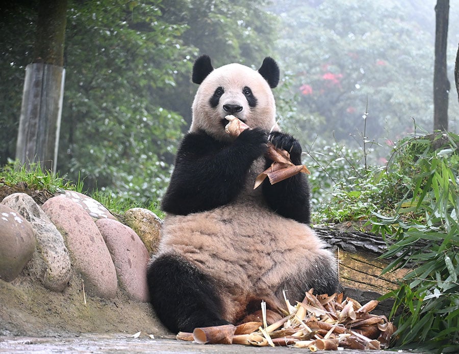 中国で暮らすシャンシャン（筆者撮影、以下同）