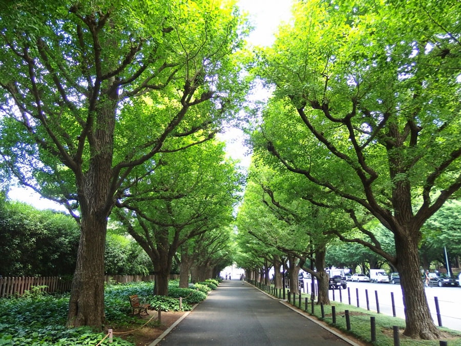 明治神宮外苑いちょう並木。