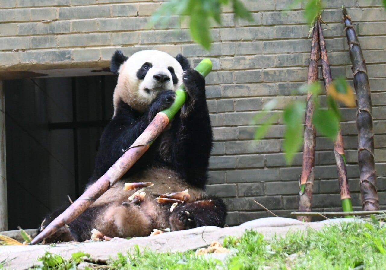 シンガポールで生まれ、都江堰基地に来たラーラー（2025年5月1日、筆者撮影）