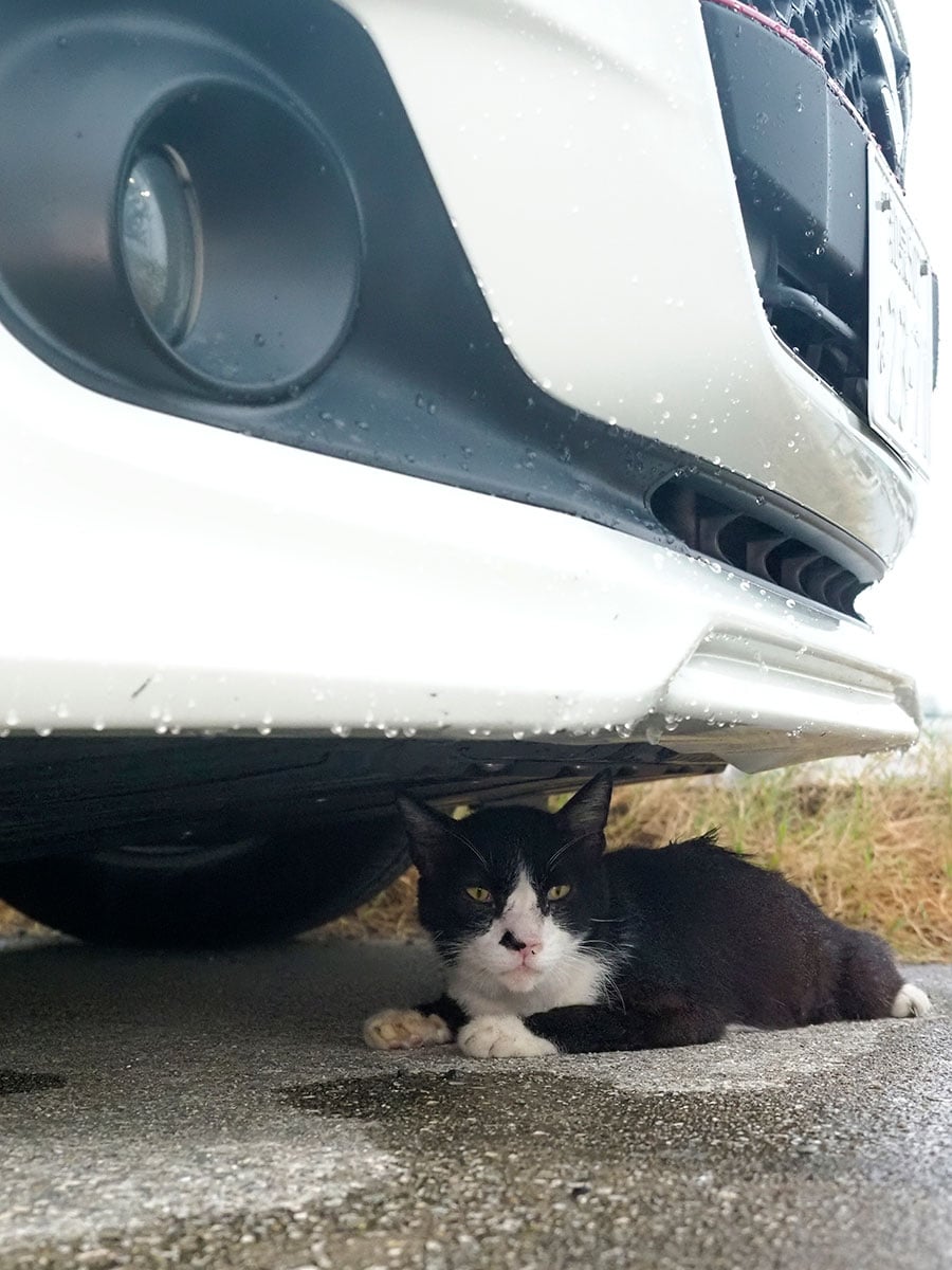 「雨が降ってきたのニャ……雨が止むまで車を動かさないでほしいニャ！」