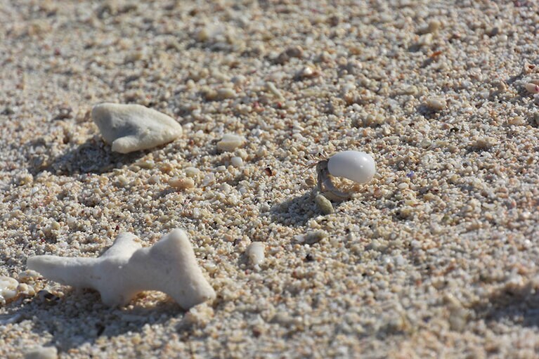 瀬底ビーチに目を近づけると、ヤドカリやサンゴのかけらが。