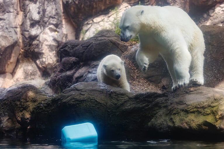 イッちゃんとライ。