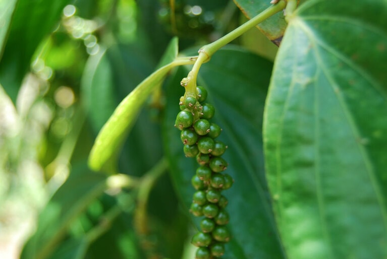 世界の生産量第6位を誇るボルネオ島サラワク産の黒胡椒。プランテーションによる大規模生産だけでなく、家族のために家の畑で栽培する人もいるほど食生活に欠かせないスパイス。