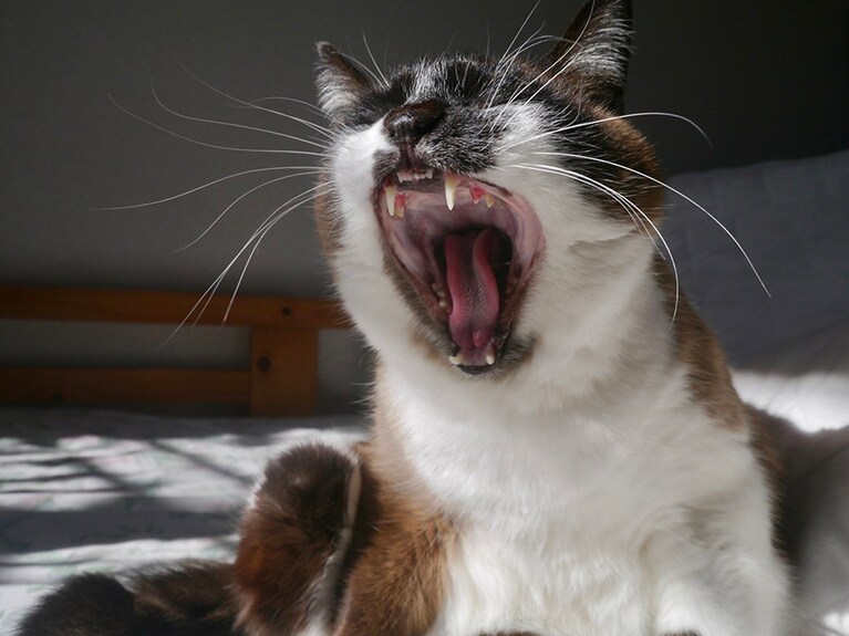 ソルファ ♀ 10歳。あくびの瞬間を写真に収めました。