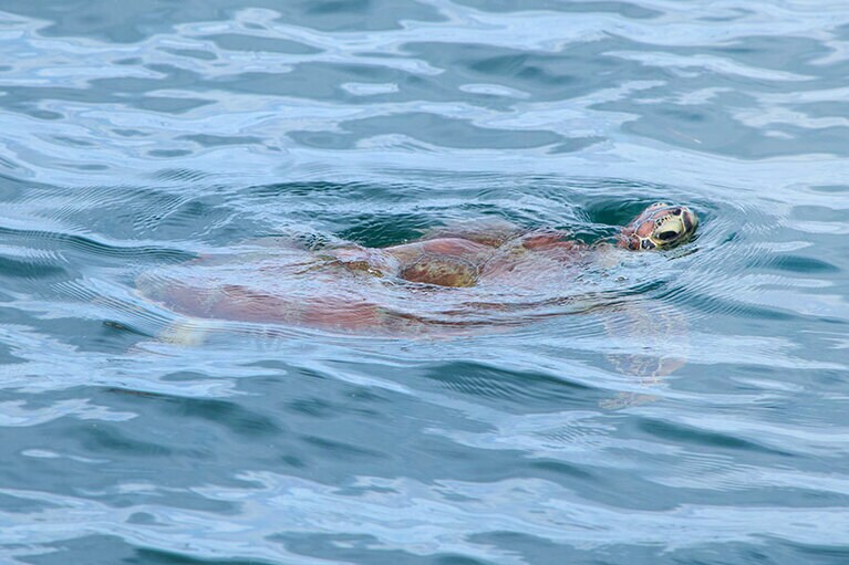 ウミガメに会うこともある。