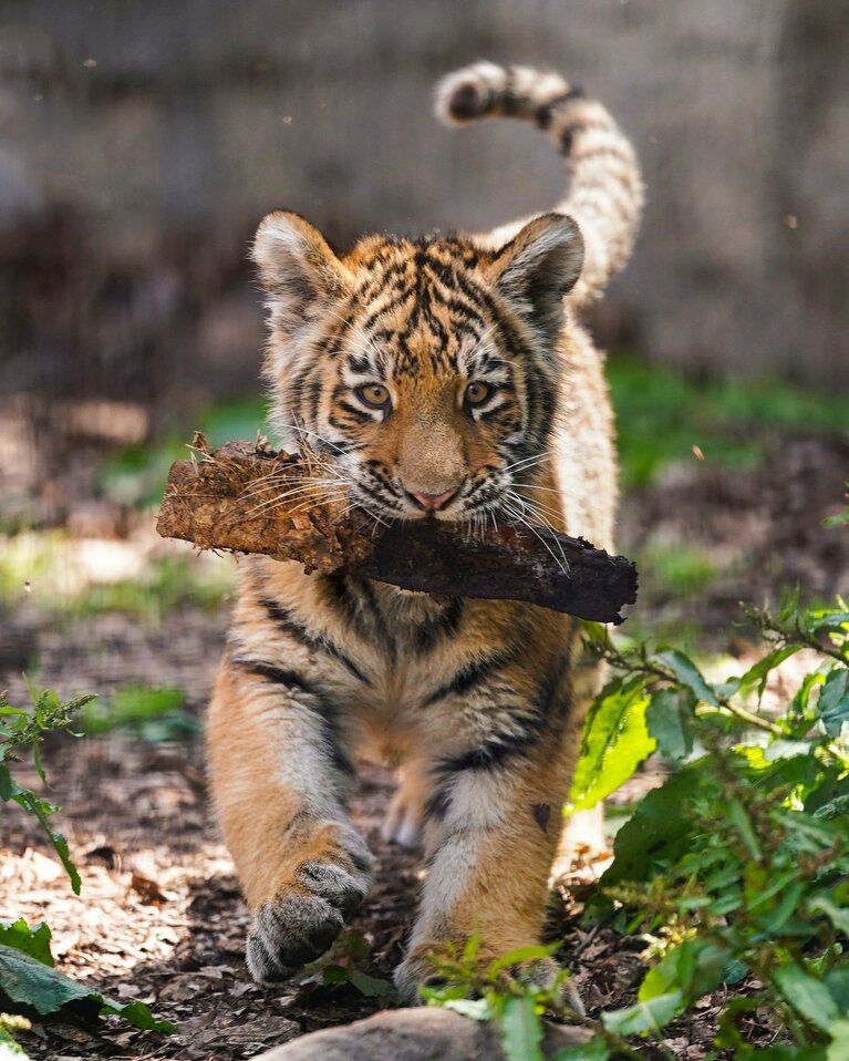 棒あそびをする子供時代のリキ。旭山動物園にて。
