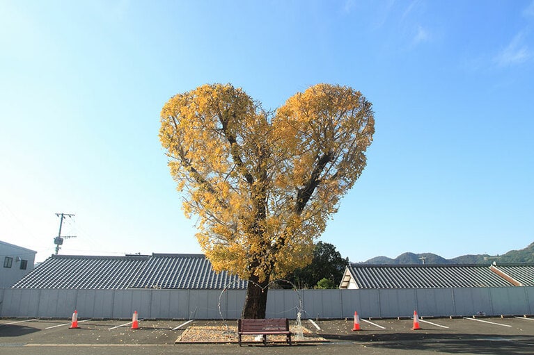 ハートの銀杏の木。