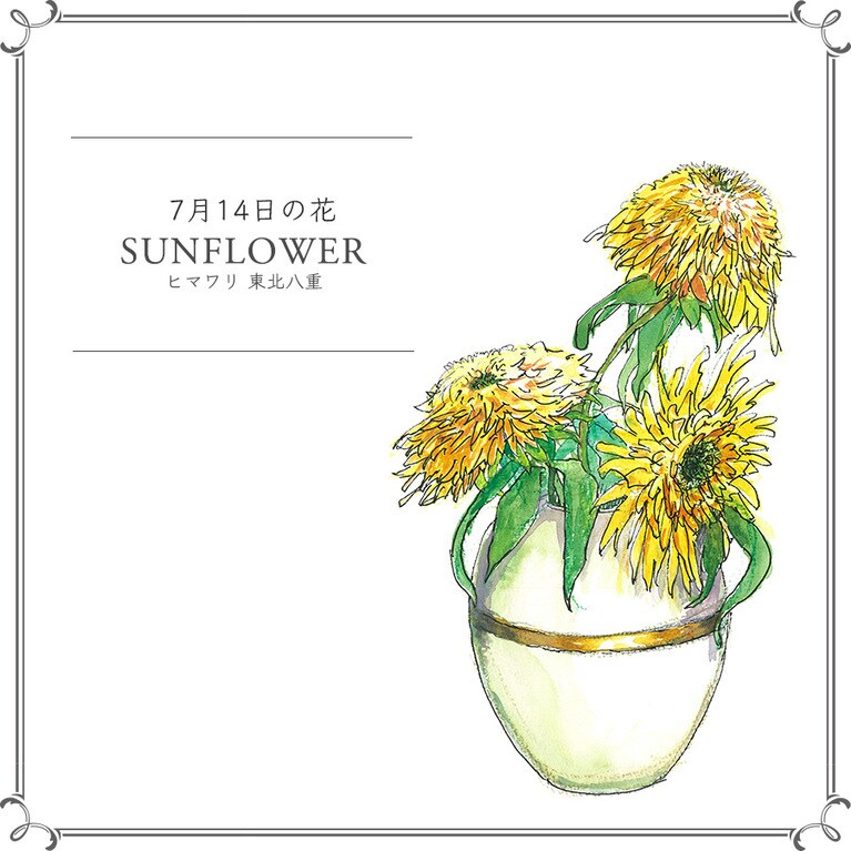 7月14日の花「ヒマワリ 東北八重」