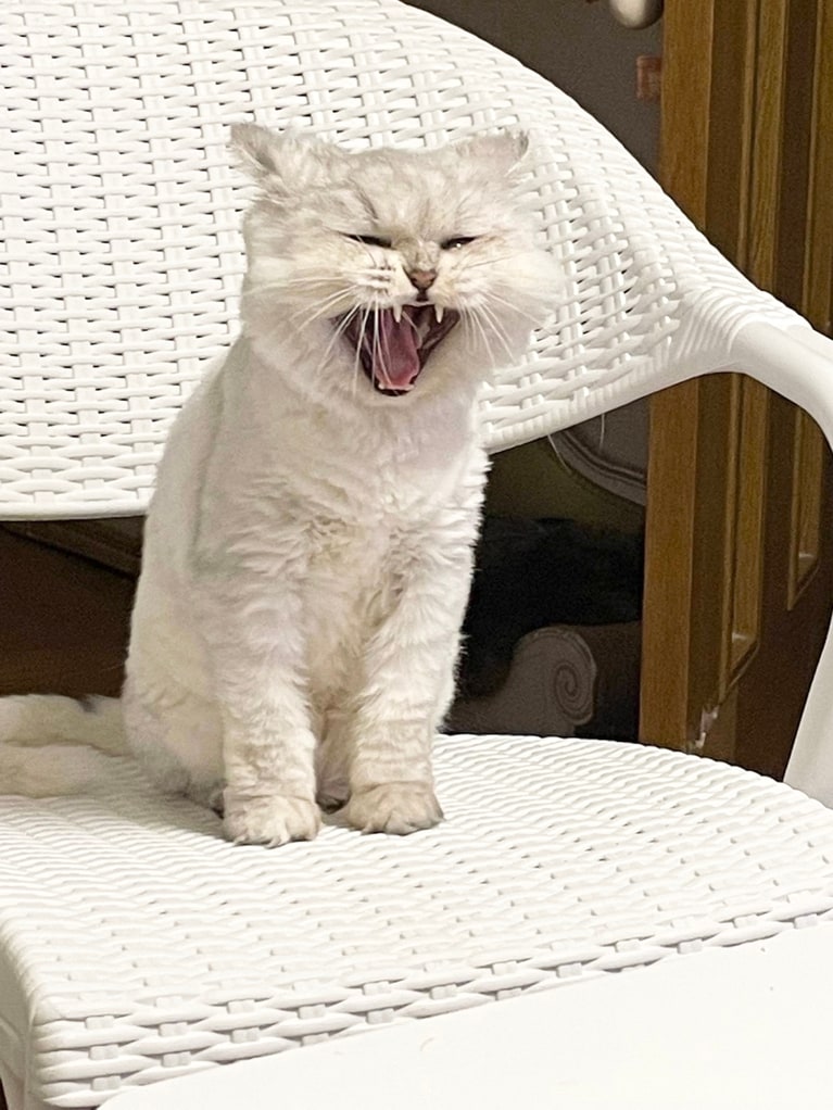 みるみる ♂ 9歳。「元保護猫のみるみる。保護した際に年齢は2歳ときいていたのに、病院で診てもらうと推定5歳とのこと。野良猫時代にごはんを満足に食べられなかったようです。サバを読んで我が家にやって来ました。性格は人懐っこく、先住猫たちともすぐ打ち解けました。おやつとごはんと日向ぼっこが大好き。チンチラシルバーなので冬は立派な長毛ですが、写真はサマーカット後のものです。サバをよんで我が家に来た分、長生きして欲しいです」（飼い主さんより）。