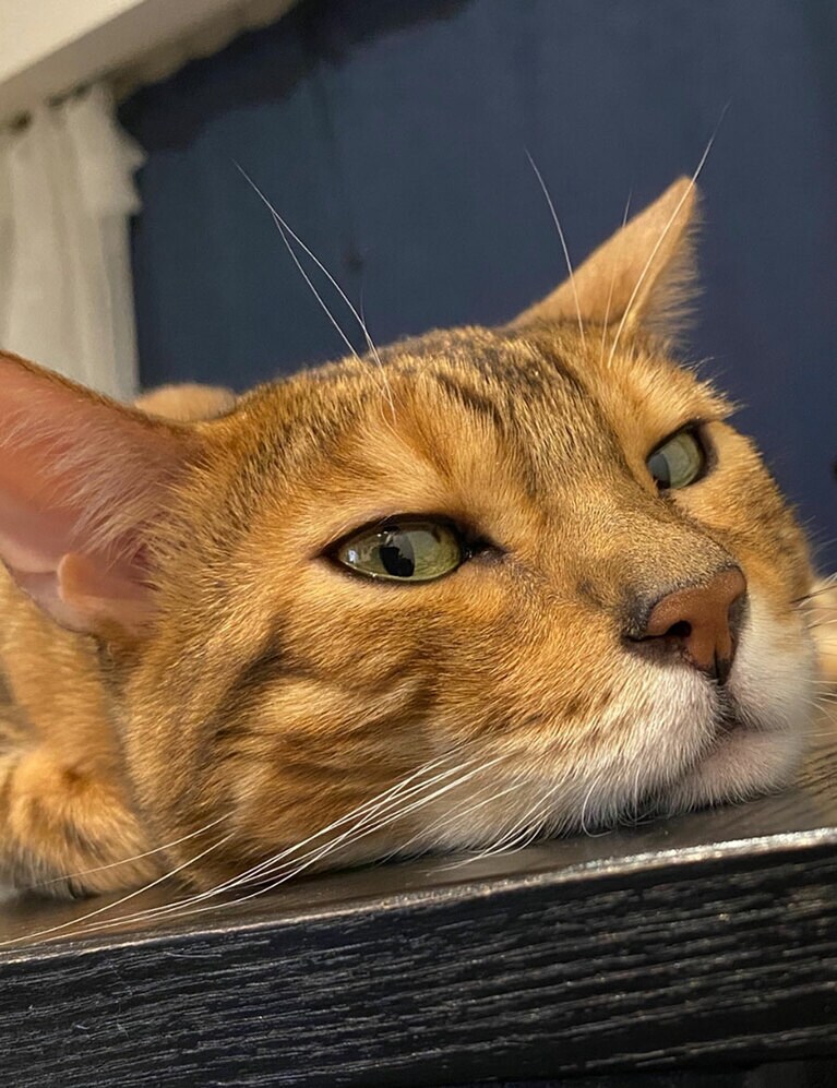 ガルさん ♂ 10歳。すぐ拗ねる、甘え下手なヤツ！