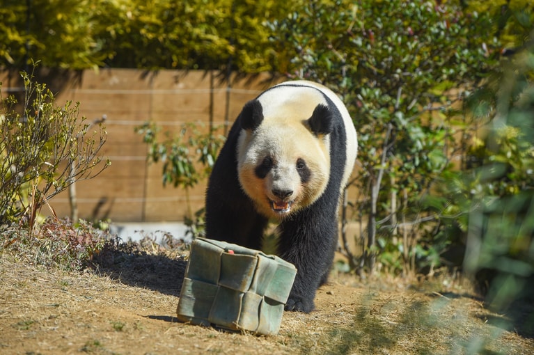 3歳のレイレイ。2025年2月25日。（公益財団法人東京動物園協会提供）