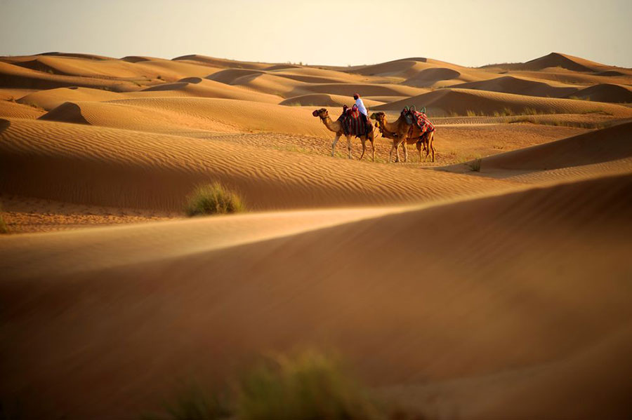 これぞアラブ！　砂漠のなかをのんびりと歩くラクダ。