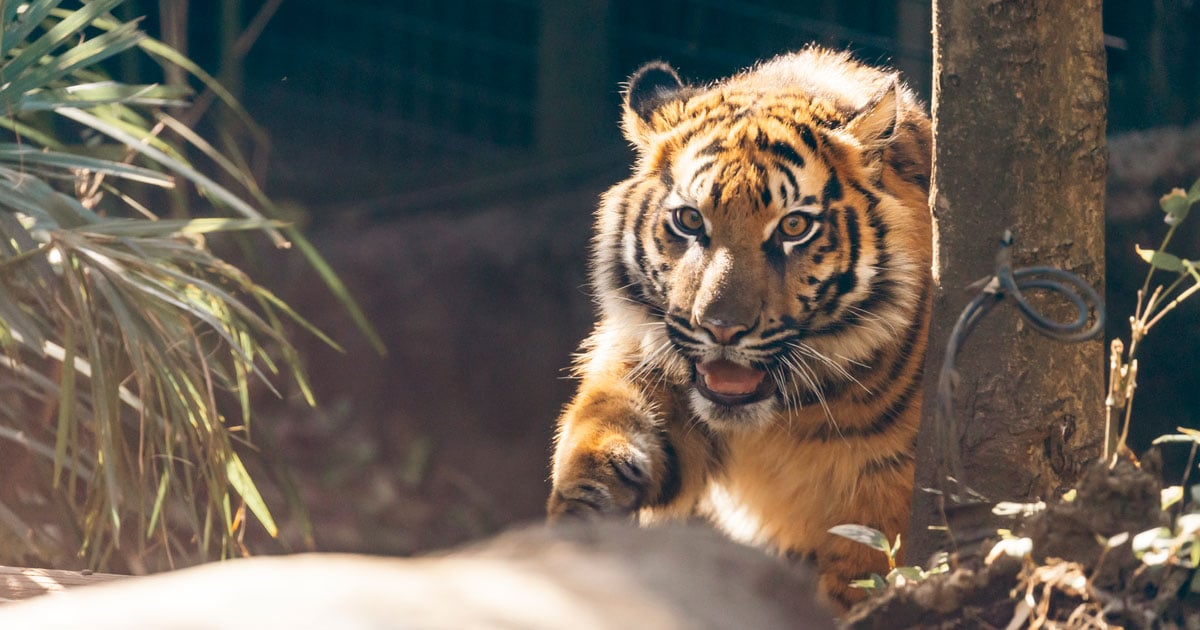 4ページ目)26年ぶりに上野動物園で誕生！ すくすく育て、スマトラトラ