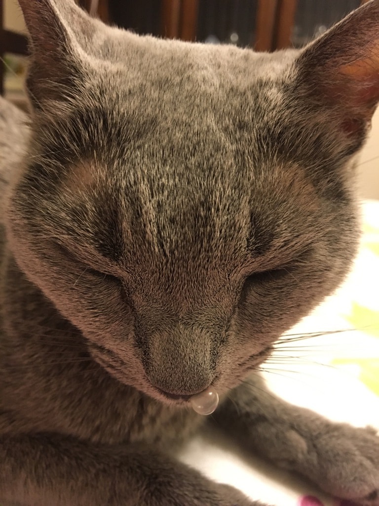 おもしろ猫部門2位：いちご ♀ 13歳。