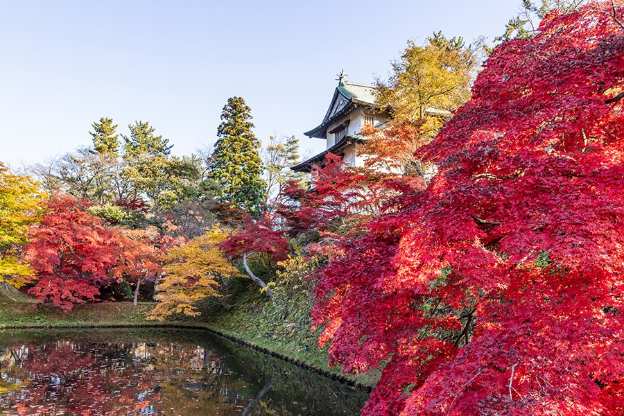 弘前城菊と紅葉まつり。