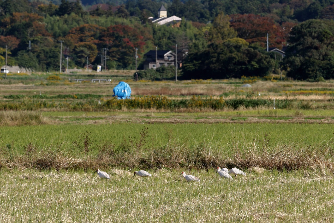 トキとの嬉しい遭遇！