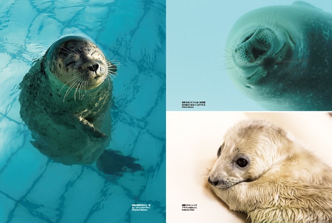 太極石　親子アザラシ猫♡ フォッシルコーラル　ぷっくりハート　ムーアカイト 太極石 親子アザラシ猫 フォッシルコーラル ぷっくりハート ムーア