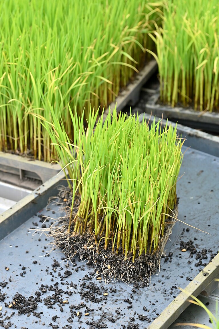 米の品種は8割が掛米用のコシヒカリ、2割が麹米用の五百万石。