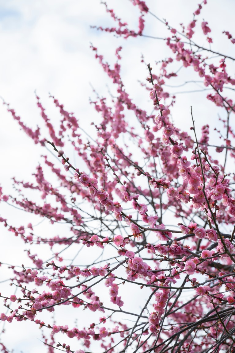 《早春の絶景散歩》紅白の梅の先には瀬戸内海、園内には古墳も！西日本随一の梅の名所「綾部山梅林」へ【兵庫県】