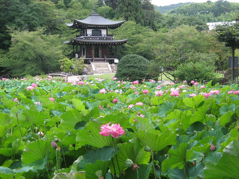 【京都府】勧修寺のハス。